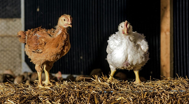 Kırıkkale’de Tavuk Hırsızı Yakalandı