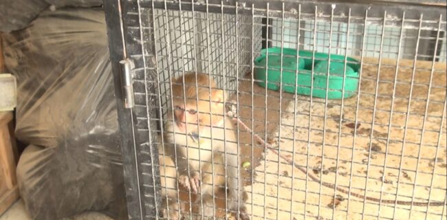 Kırıkkale’de Örümcek Maymun Yakalandı